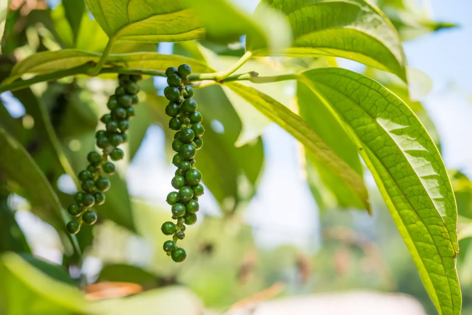 BLACK PEPPER (Inter-crop)