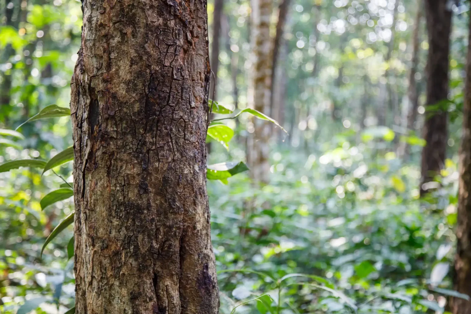 SANDALWOOD (Commercial crop)