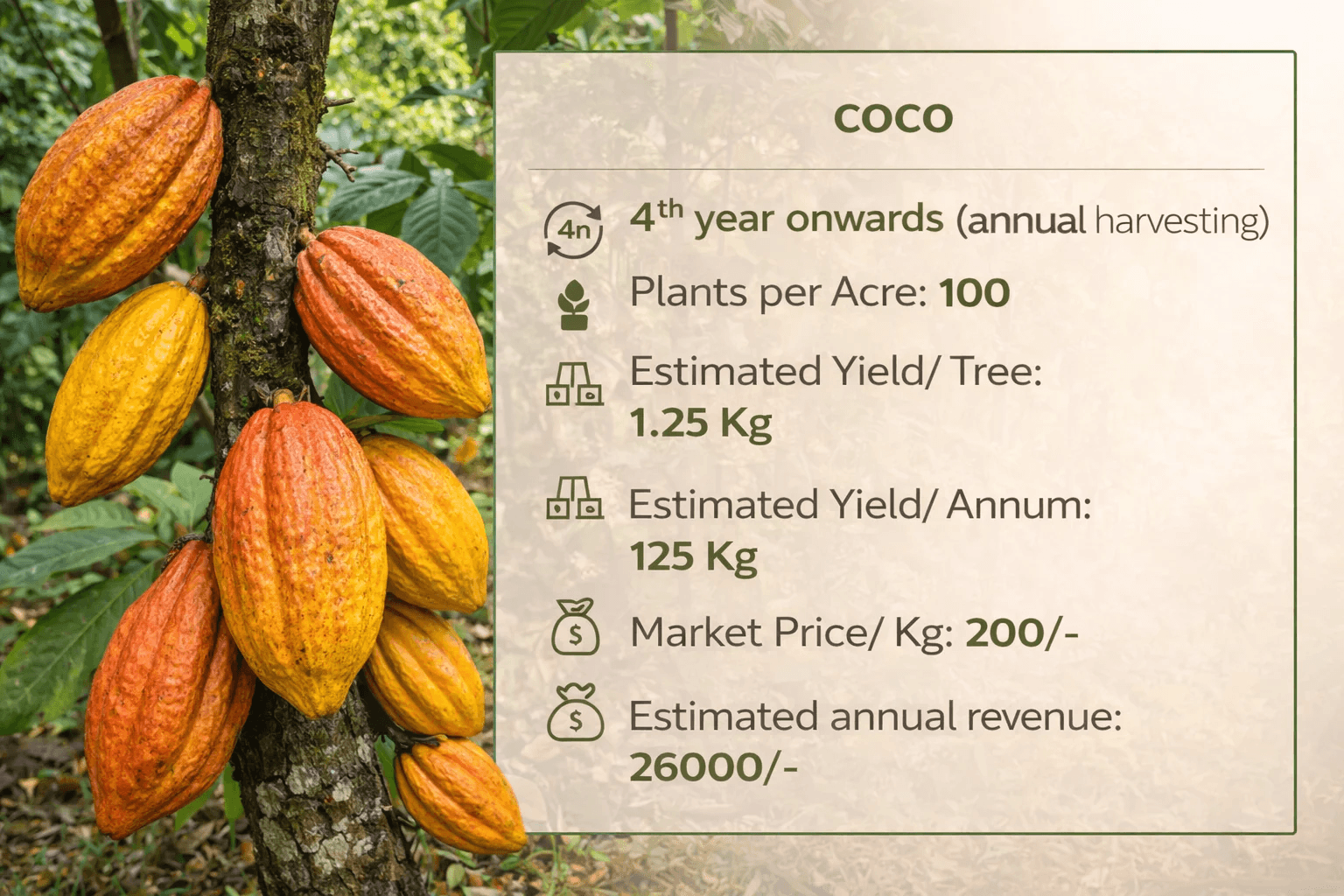 COCOA (Inter-crop)